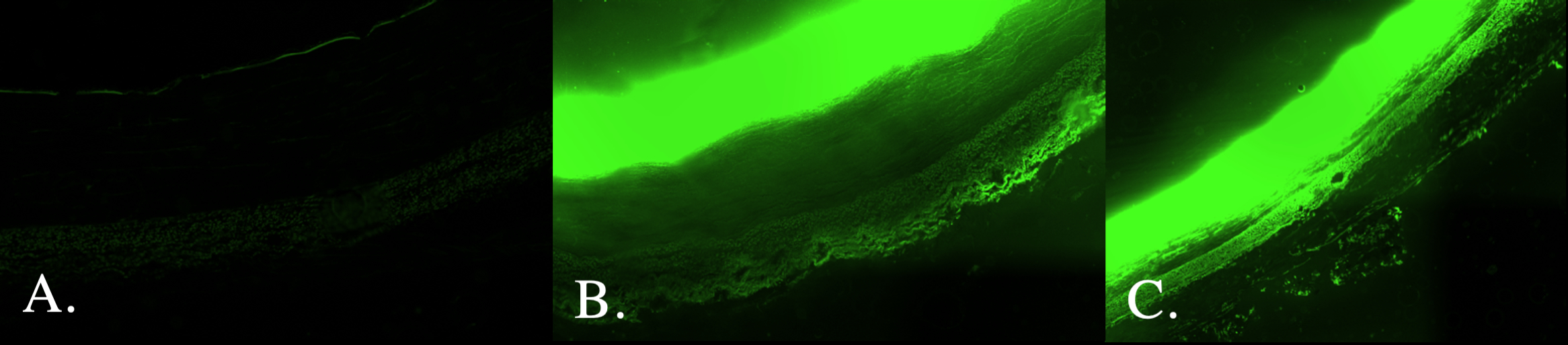 4504150_File000001.jpg